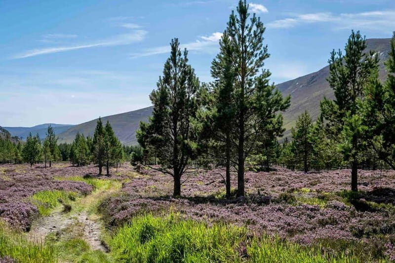 From Edinburgh: 4,000ft Mountain Hike - Scottish Highlands - An In-Depth Look at the Cairngorm Mountain Hike