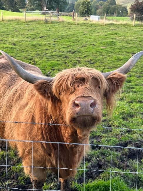 From Edinburgh: Glenfinnan, Fort William and Highland Cows - Considerations for Travelers