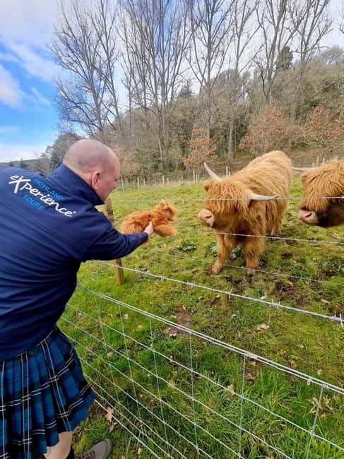 From Edinburgh: Glenfinnan, Fort William and Highland Cows - Who Should Consider This Tour?