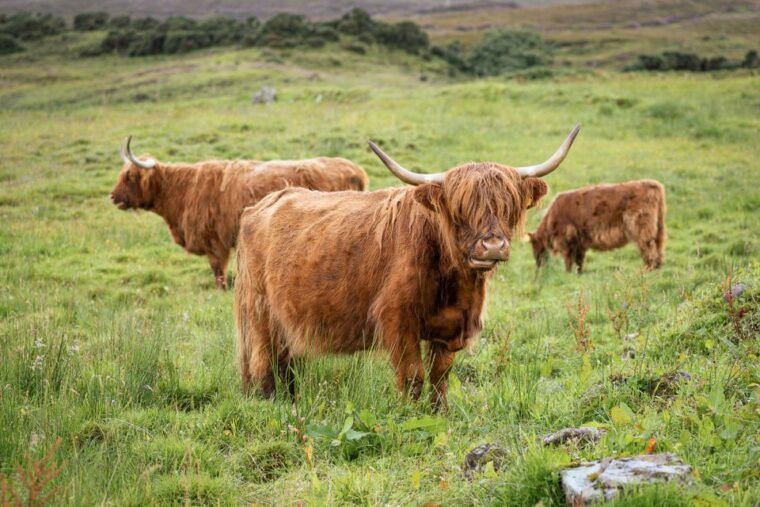 from-edinburgh-loch-ness-and-the-highlands-tour