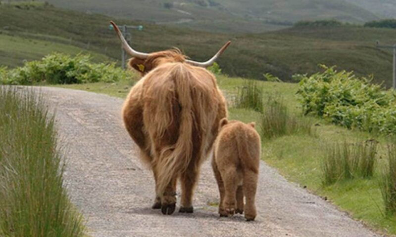 from-edinburgh-loch-ness-inverness-tour-in-spanish