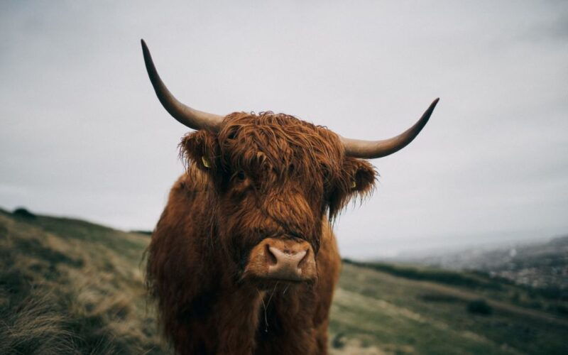 from-edinburgh-scottish-highlands-full-day-trip