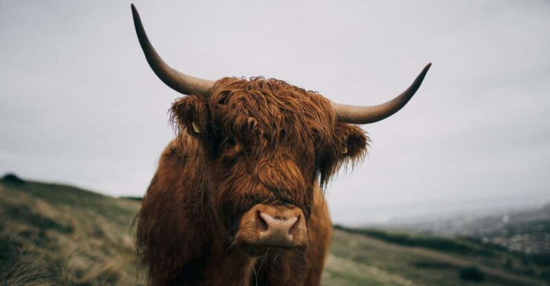 from-edinburgh-scottish-highlands-full-day-trip