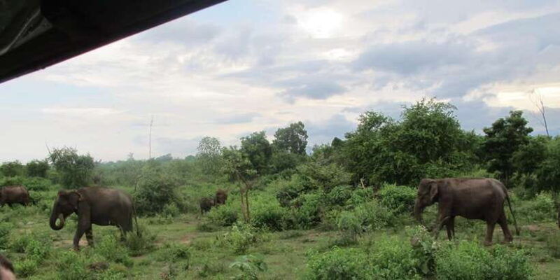 from-ella-all-inclusive-udawalawe-national-park-safari