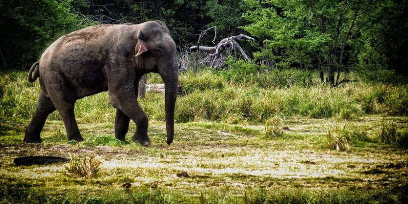 from-ella-all-inclusive-udawalawe-national-park-safari