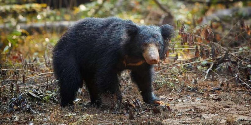 from-ella-bandarawela-yala-safari-drop-off-ahungalla