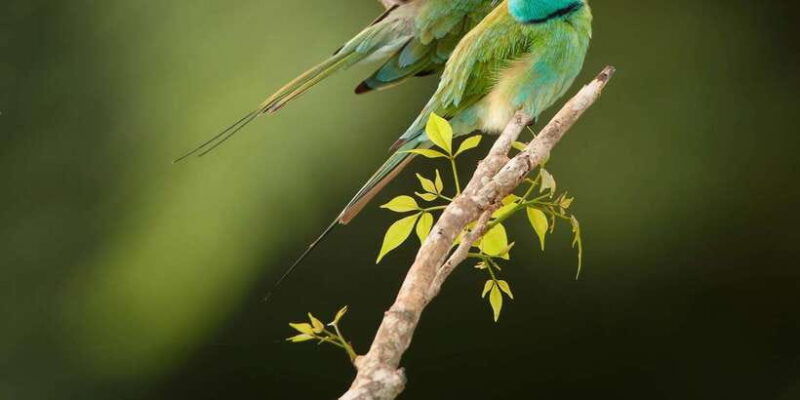 from-ella-bandarawela-yala-safari-drop-off-ahungalla