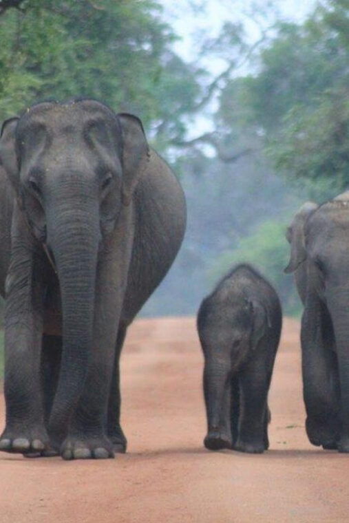 from-ella-bandarawela-yala-safari-drop-off-ahungalla