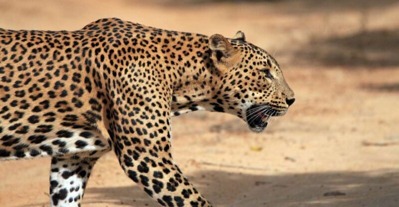 From Ella: Drop to Tangalle/Hiriketiya/Mirissa & Yala Safari - Key Points