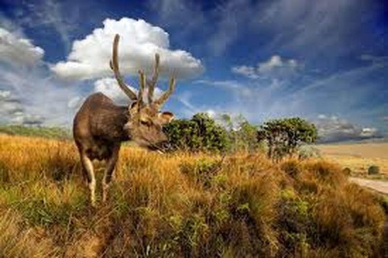 from-ella-horton-plains-national-park-nuwaraeliya-tour