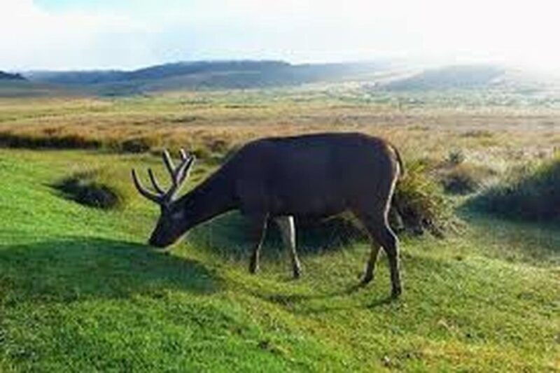 from-ella-horton-plains-national-park-nuwaraeliya-tour