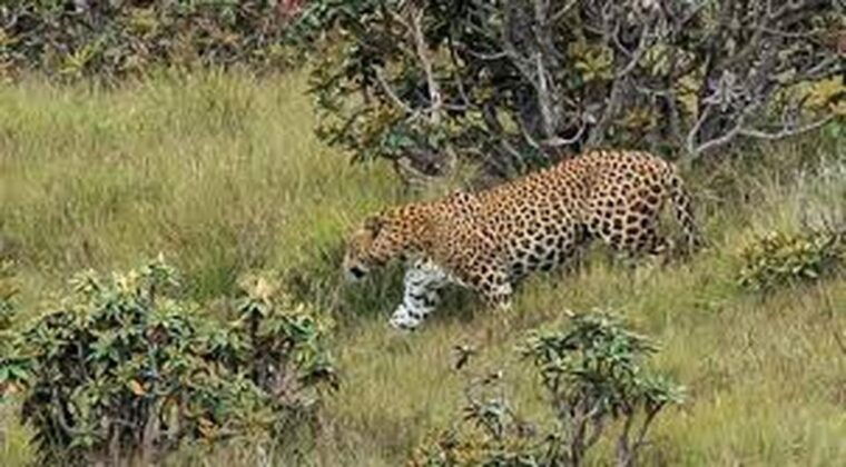 from-ella-horton-plains-national-park-nuwaraeliya-tour
