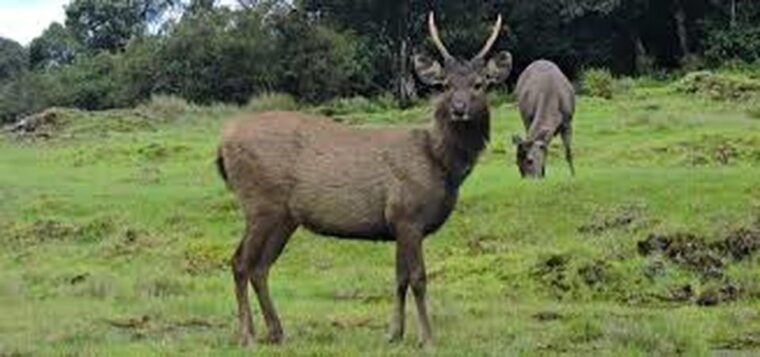 from-ella-horton-plains-national-park-nuwaraeliya-tour