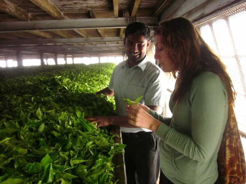 from-ella-lipton-seat-dambatenne-tea-factory-day-tour