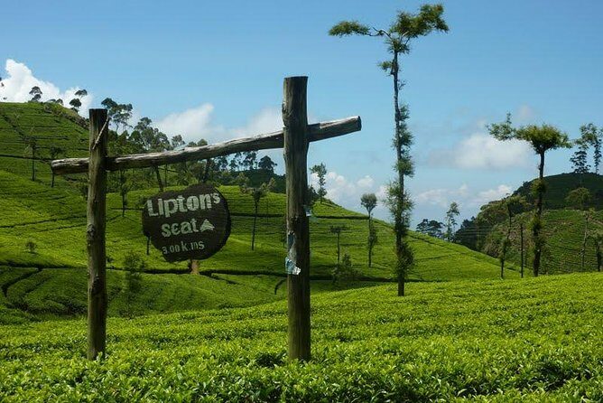 From Ella: Lipton Seat & Dambetenna Tea Factory Private Day Trip - A Deep Dive into the Tour Experience