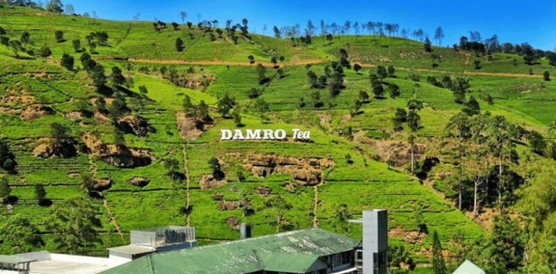 from-ella-nuwara-eliya-tea-factory-and-plantation-tour