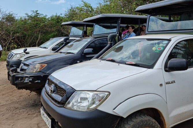 From Ella: Private Yala Safari & Transfer/Tangalle/Mirissa/Galla - Authentic Experiences from Reviewers