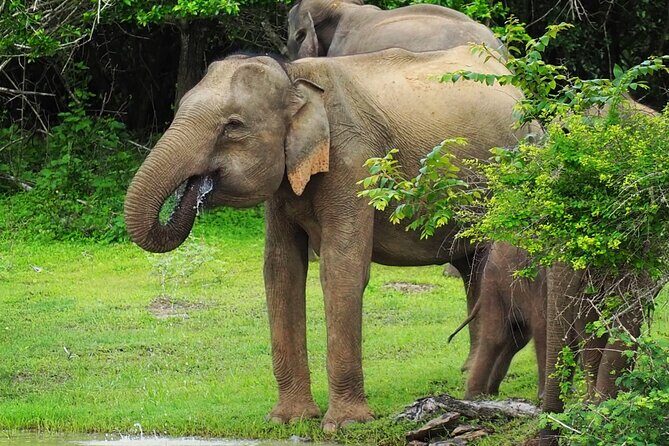 From Ella: Private Yala Safari & Transfer/Tangalle/Mirissa/Galla - Final Thoughts: Is This Tour for You?