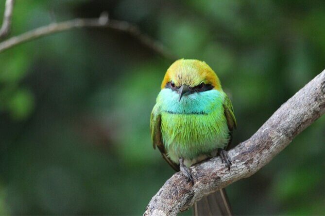 From Ella: Private Yala Safari & Transfer/Tangalle/Mirissa/Galla - FAQs