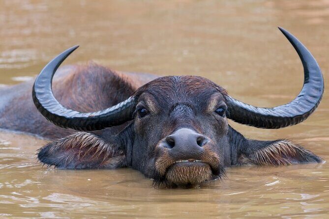 From Ella: Private Yala Safari & Transfer/Tangalle/Mirissa/Galla - The Sum Up