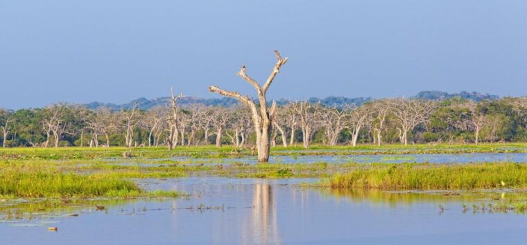 from-ella-shuttle-to-down-south-any-location-w-yala-safari