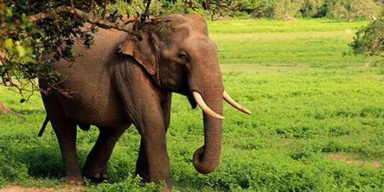 from-ella-shuttle-to-tangalle-hiriketiya-w-udawalawe-safari
