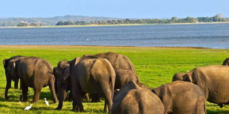 from-ella-shuttle-to-tangalle-hiriketiya-w-udawalawe-safari