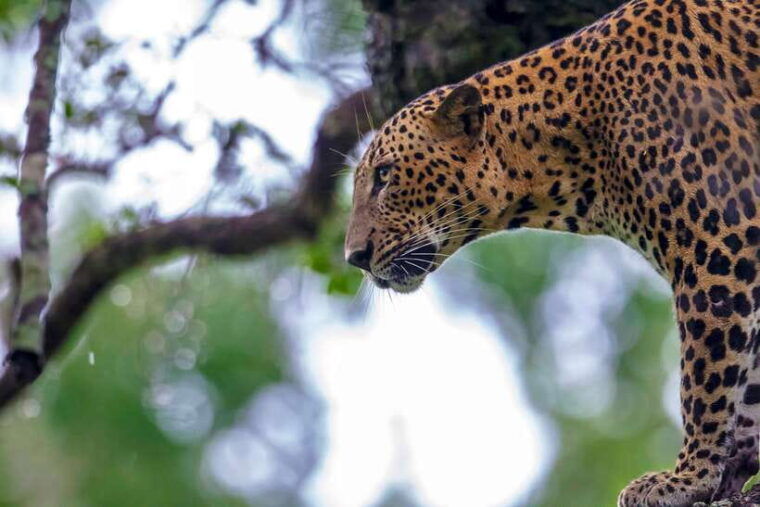 from-ella-shuttle-to-tangalle-hiriketiya-with-yala-safari