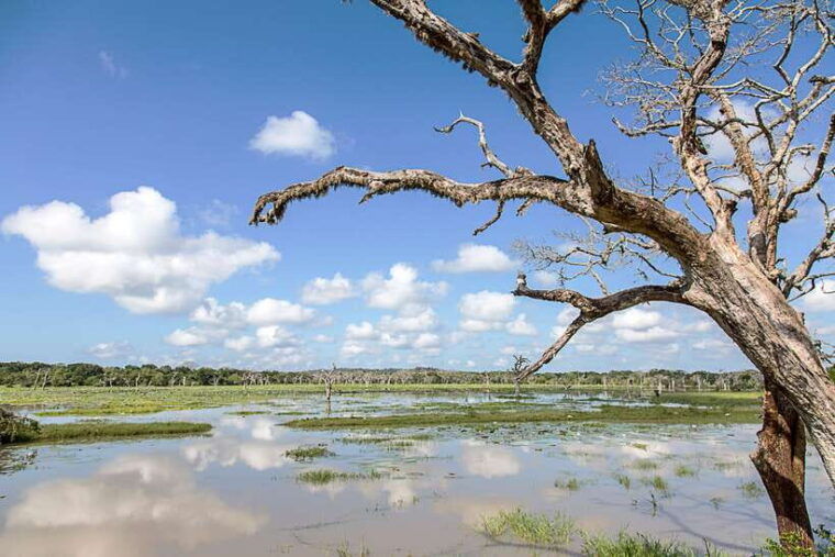 from-ella-shuttle-to-tangalle-hiriketiya-with-yala-safari