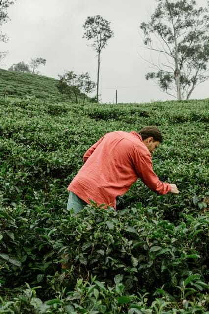 from-ella-tea-adventure-in-haputale-with-village-lunch