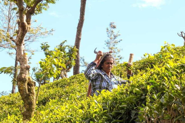 from-ella-tea-adventure-in-haputale-with-village-lunch
