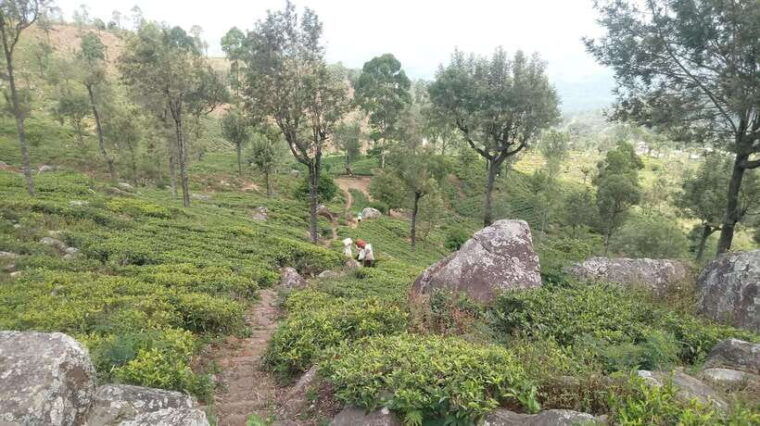 from-ella-tea-adventure-in-haputale-with-village-lunch