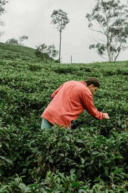 From Ella: Tea Adventure Tour in Haputale With Village Lunch - Why This Tour Works