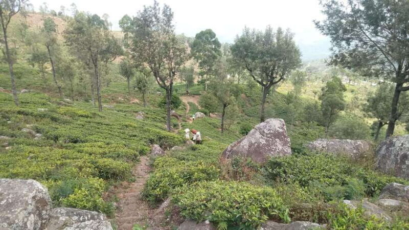 From Ella: Tea Adventure Tour in Haputale With Village Lunch - Who Will Love This Tour?