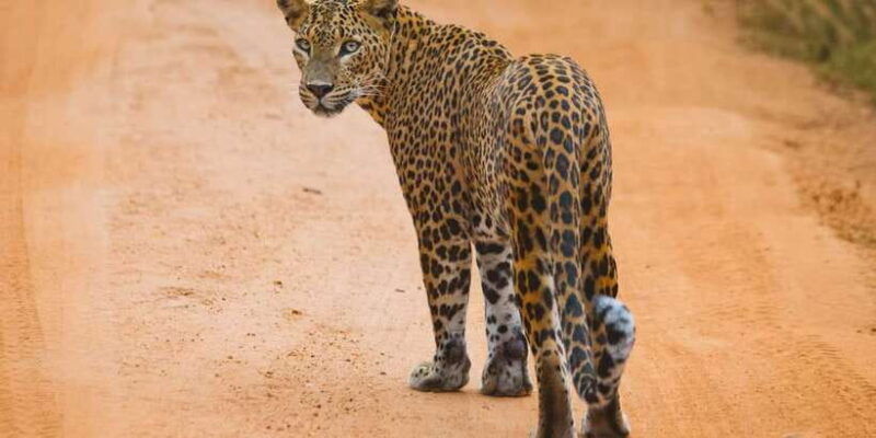 from-ella-to-arugam-bay-transfer-with-yala-safari-tour