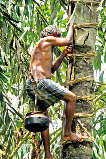 from-ella-toddy-kithul-raa-experience-in-ellas-village