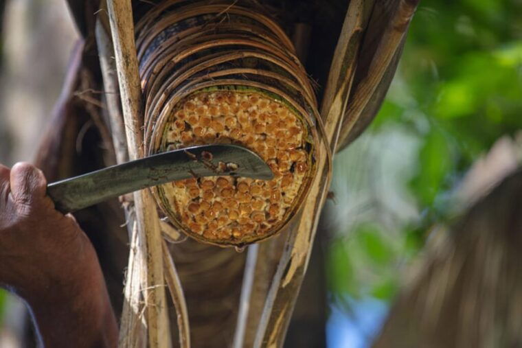 from-ella-toddy-kithul-raa-experience-in-ellas-village