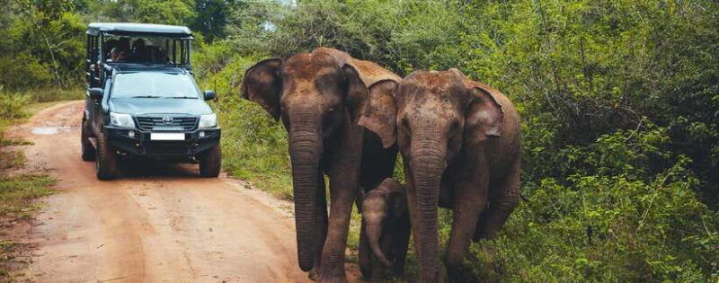 from-ella-udawalawa-safari-and-tangalle-hiriketiya-transfer
