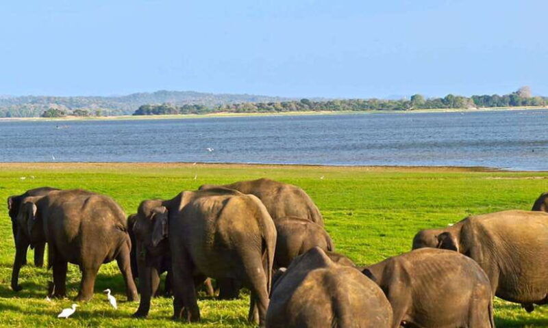 from-ella-udawalawa-safari-and-tangalle-hiriketiya-transfer