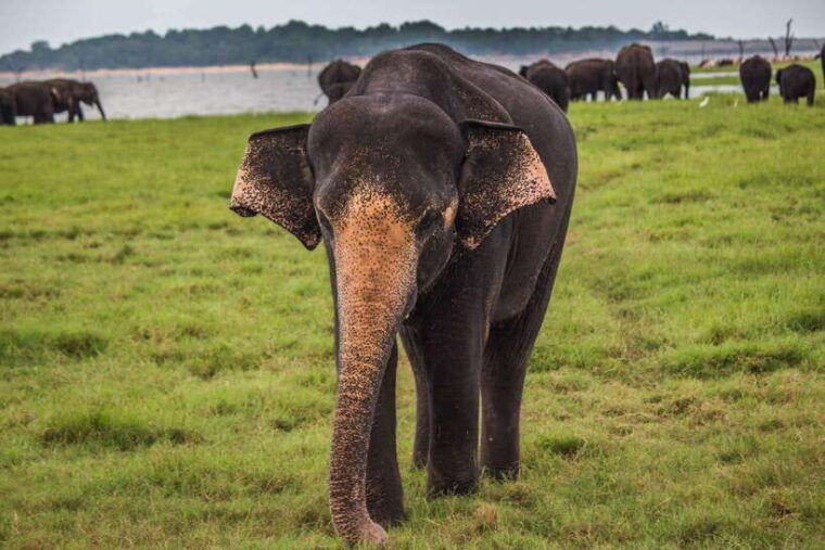 from-ella-udawalawa-safari-and-tangalle-hiriketiya-transfer