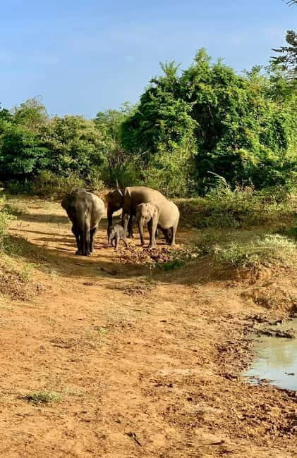 From Ella: Udawalawa Safari Drop: Galle / Mirissa / Tangalle - Final Thoughts