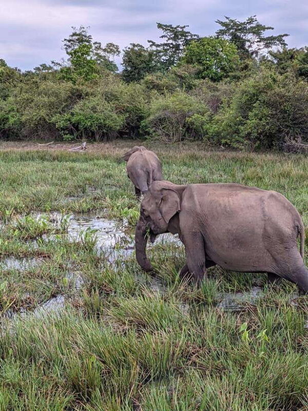 from-ella-udawalawa-safari-drop-hikkaduwa-galle-mirissa