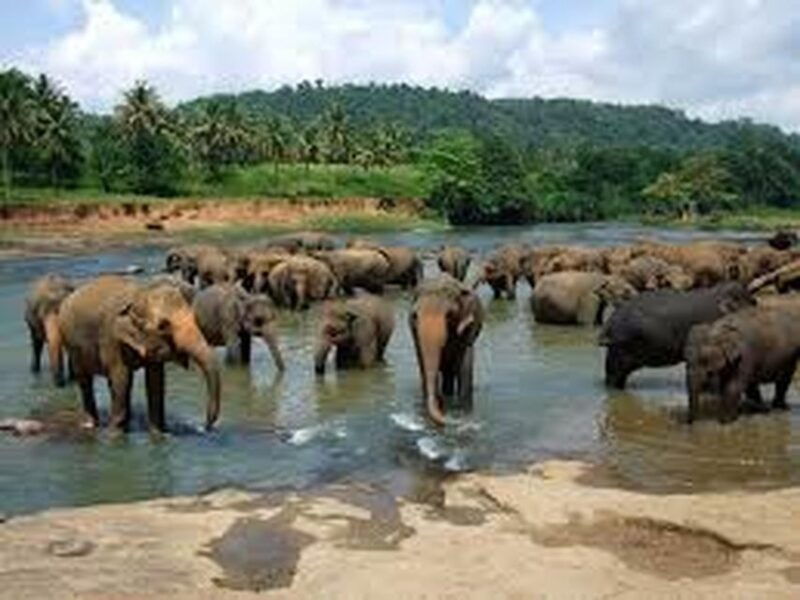 from-ella-udawalawa-safari-elephant-transit-home-tour