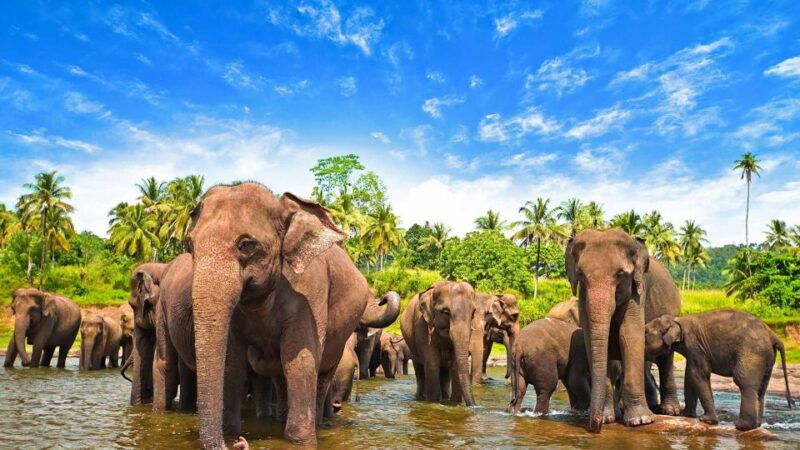 from-ella-udawalawa-safari-elephant-transit-home-tour