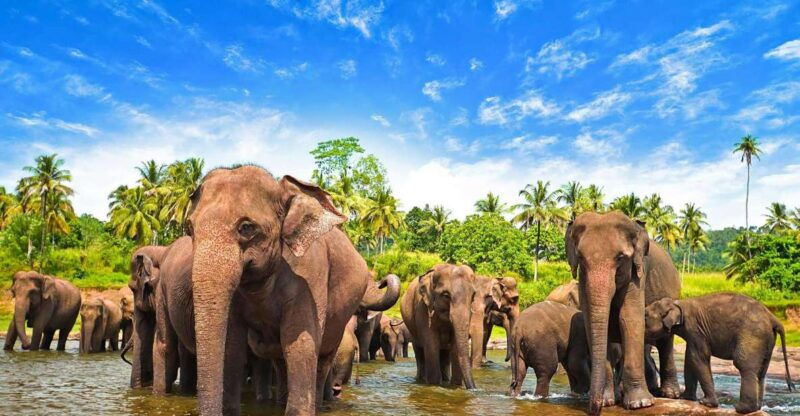 from-ella-udawalawa-safari-elephant-transit-home-tour