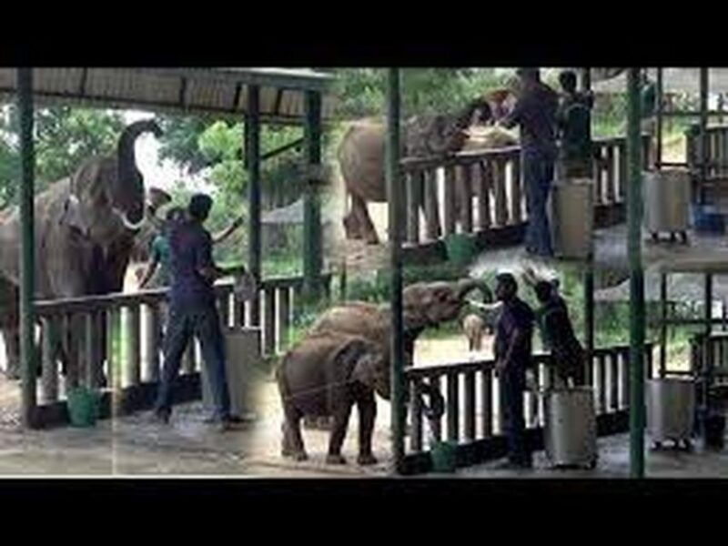 from-ella-udawalawa-safari-elephant-transit-home-tour