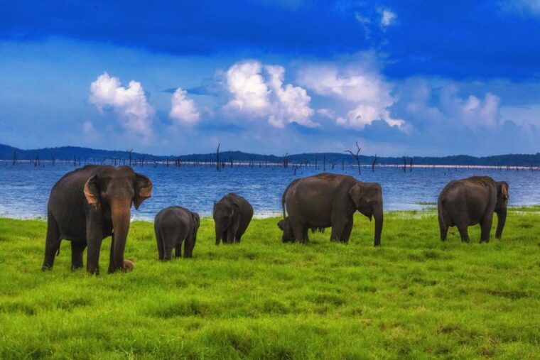 from-ella-udawalawa-safari-elephant-transit-home-tour