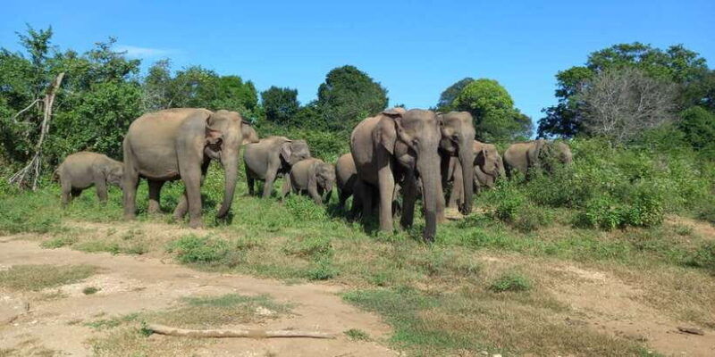 from-ella-udawalawe-national-park-safari-tour