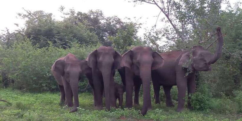 from-ella-udawalawe-national-park-safari-tour