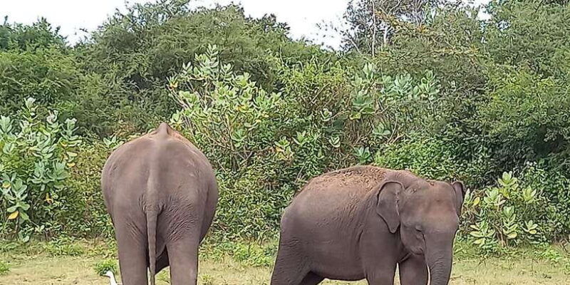 from-ella-udawalawe-national-park-safari-tour